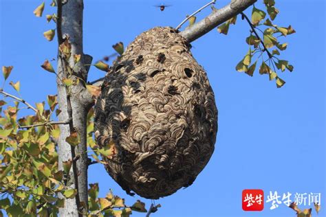 泥胡蜂巢